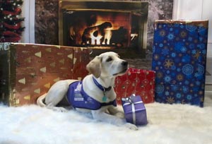 Transform a life this Christmas with Canine Partners