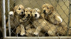 Kemptown MP calls for end to puppy farming