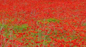 City Council to commemorate war anniversary with a ‘sea of poppies’