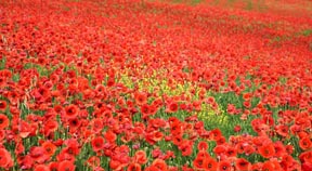 Simon Kirby MP expands poppy project to Peacehaven and Telscombe Town Councils