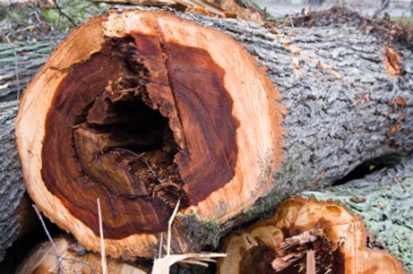 Diseased elm logs could threaten city trees