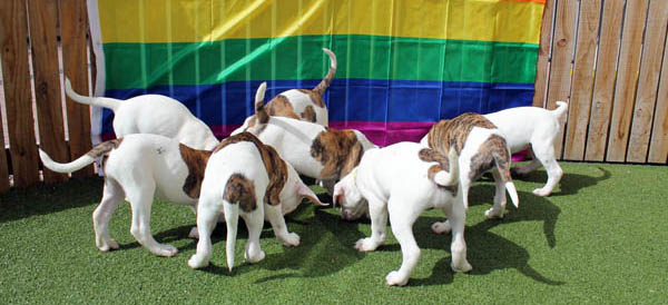 Puppies find magical ‘furry-tail’ endings in time for Manchester Pride parade