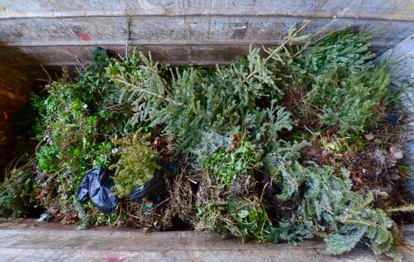 Christmas tree recycling arrangements for 2017