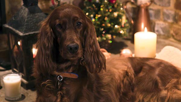 Rescue dog stars in RSPCA Christmas video