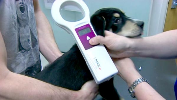 Is your dog microchipped?