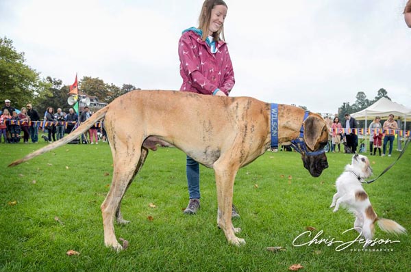 Dog Show closes Brighton Pride’s season of events