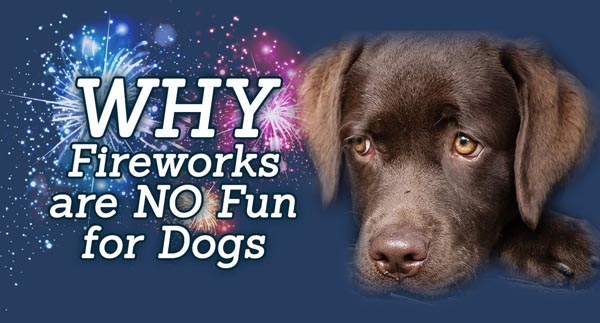Expert advice to help keep dogs safe during fireworks season
