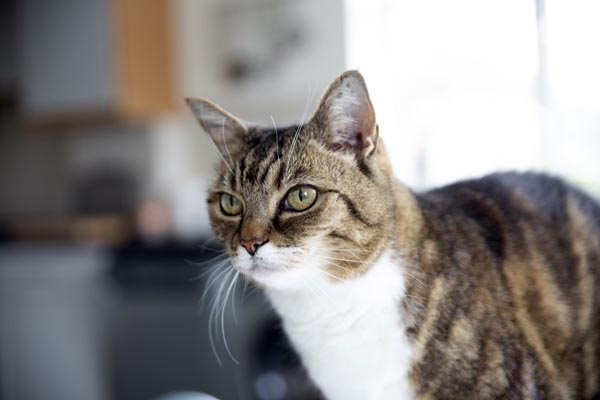 Could Nala from Brighton be the National Cat of the Year?