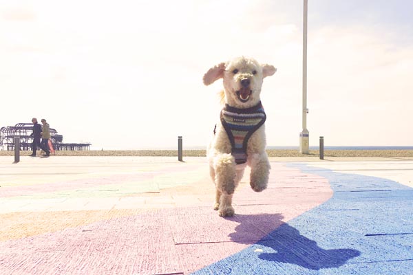 Join Martlets Paw-some sponsored Dog Walk ‘Pooches on the Prom’