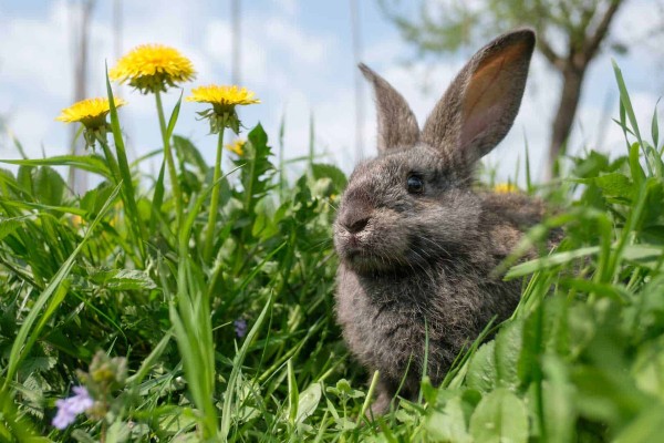 Rabbits endure a lifetime of lockdown isolation, says PDSA
