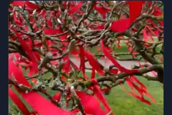 BBC North West criticised for using ‘red ribbon’ to mourn Covid-19 victims on World AIDS Day