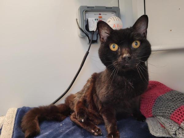 Cats Protection’s Eastbourne Adoption Centre appeals to cover Pedro’s soaring vet bills