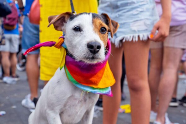 Paws up! Brighton & Hove Pride’s Annual Community Day and Dog Show to take place at Preston Park on Sunday, August 27